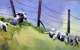 Goats
